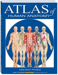 Atlas Of Human Anatomy Book