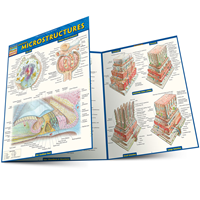 Anatomy: Microstructures Quick Study